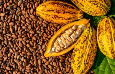 cacao22-nature-biologique-cameroun cacao22-nature-biologique-cameroun